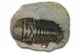 Flying Crotalocephalina Trilobite - Exposed Hyposteme #357351-4
